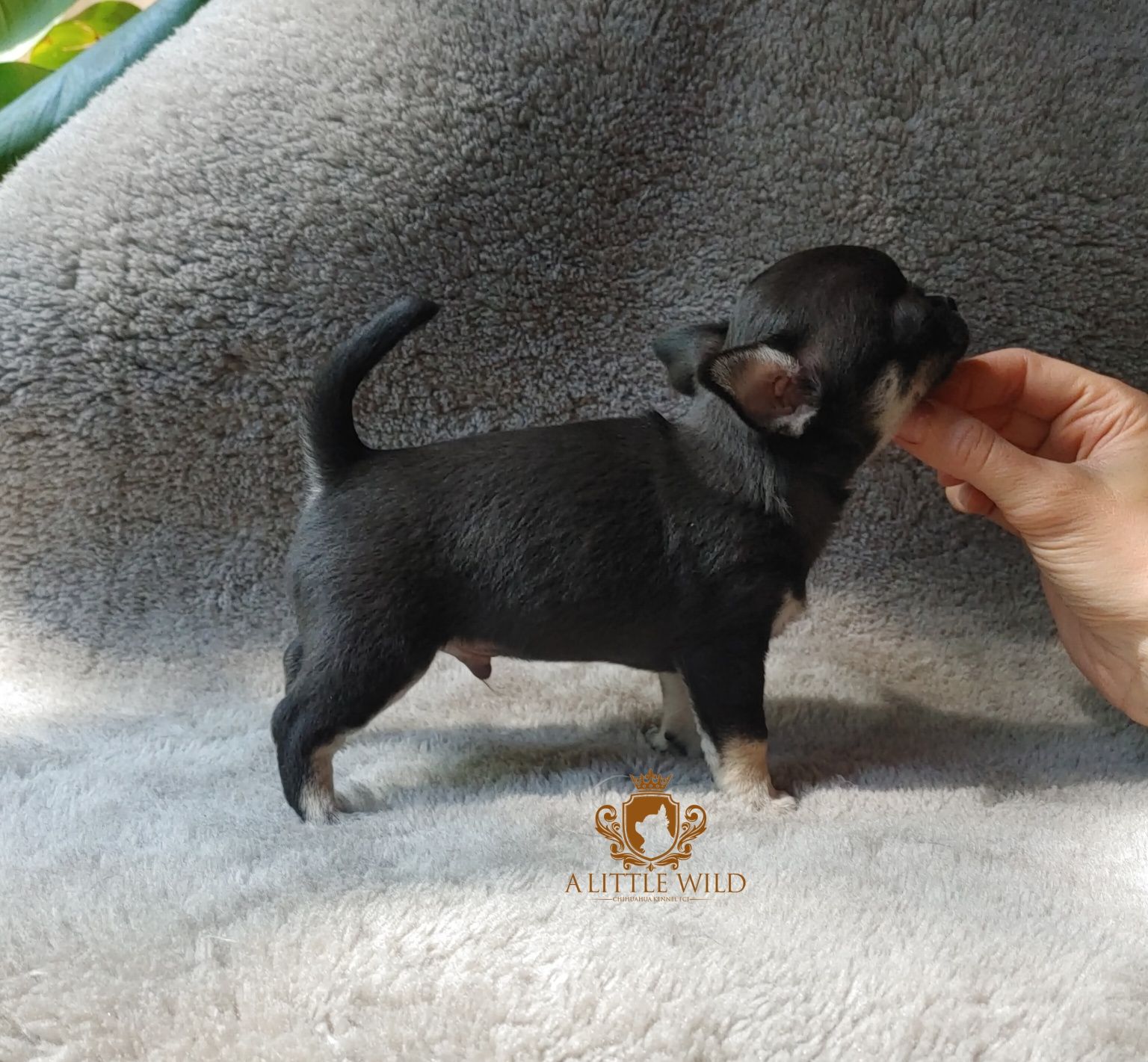Chłopiec krótkowłosy chihuahua ZKwP *rezerwacja*