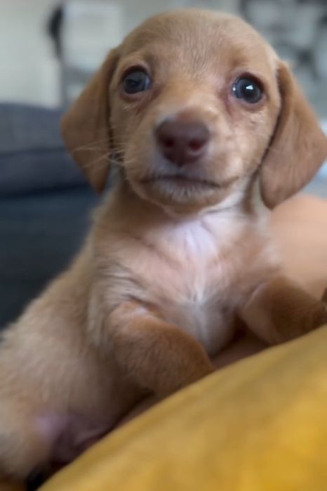 Карамельна красуня міні.