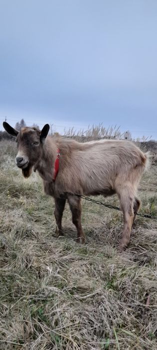 Цап, козел, цапок