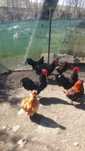 Silka araukana australorp wyandotte