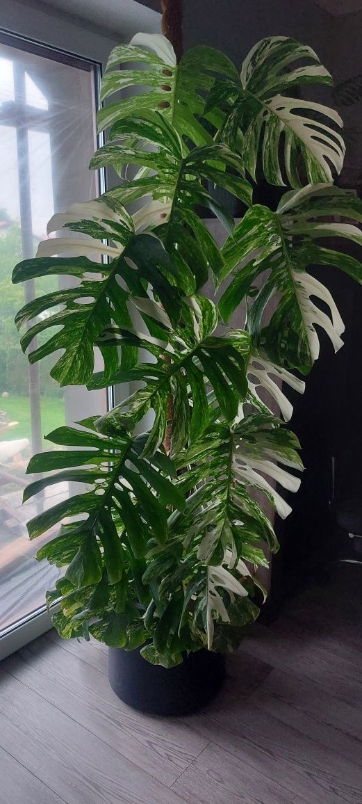 Monstera variegata Bardzo duza