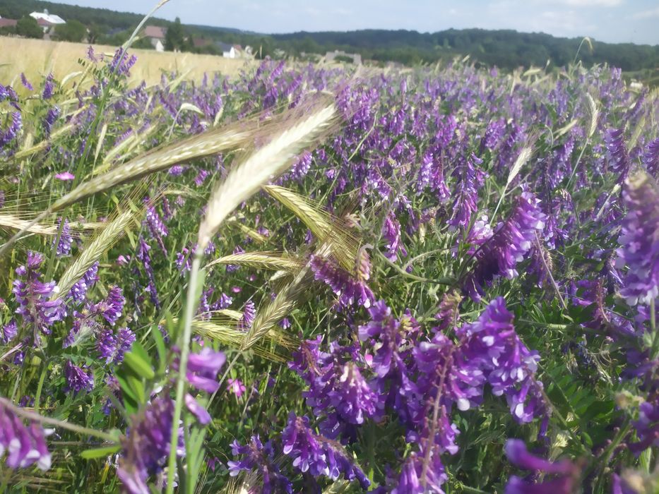 Wyka, Żyto, Owies - mieszanka idealna na poplon lub pasze dla zwierząt