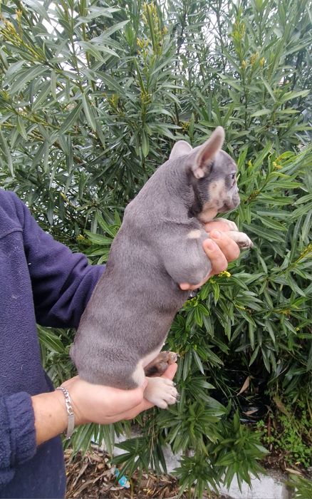 Bulldog Azul Fêmea