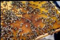 Мёд смешанный , разнотравье, горчица и посолнух 2023 года