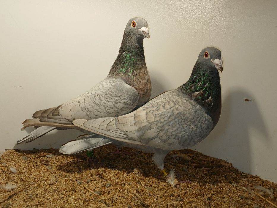 Gołębie pocztowe opal lini Adama Braszko i Pawła Kuźmy