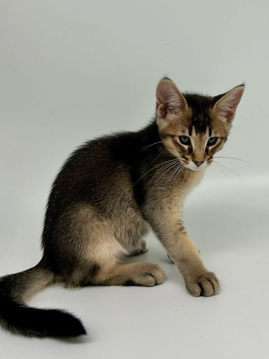 Абиссинец мальчик