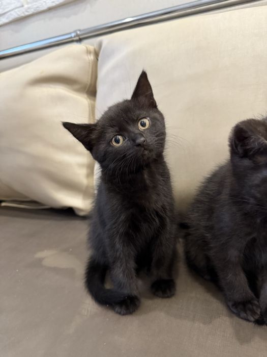 Прекрасные кошечки ищут семью. Привезем бесплатно.