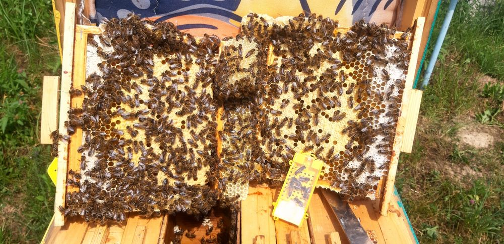 Продаж бджоломатки  карніка.