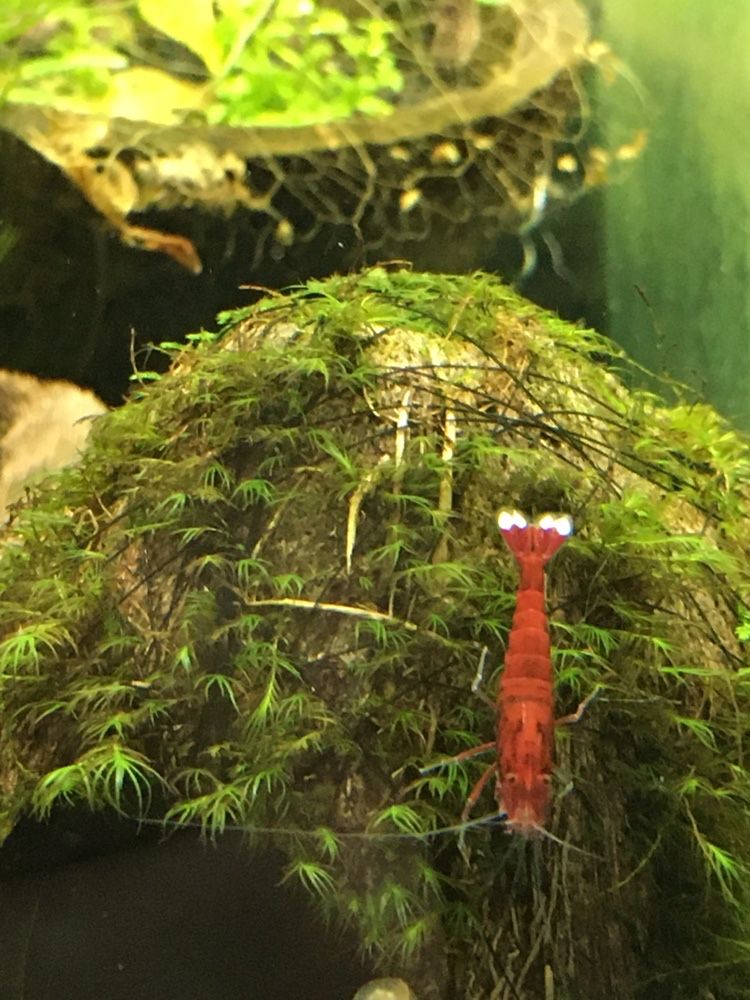 Krewetkicaridina red ruby