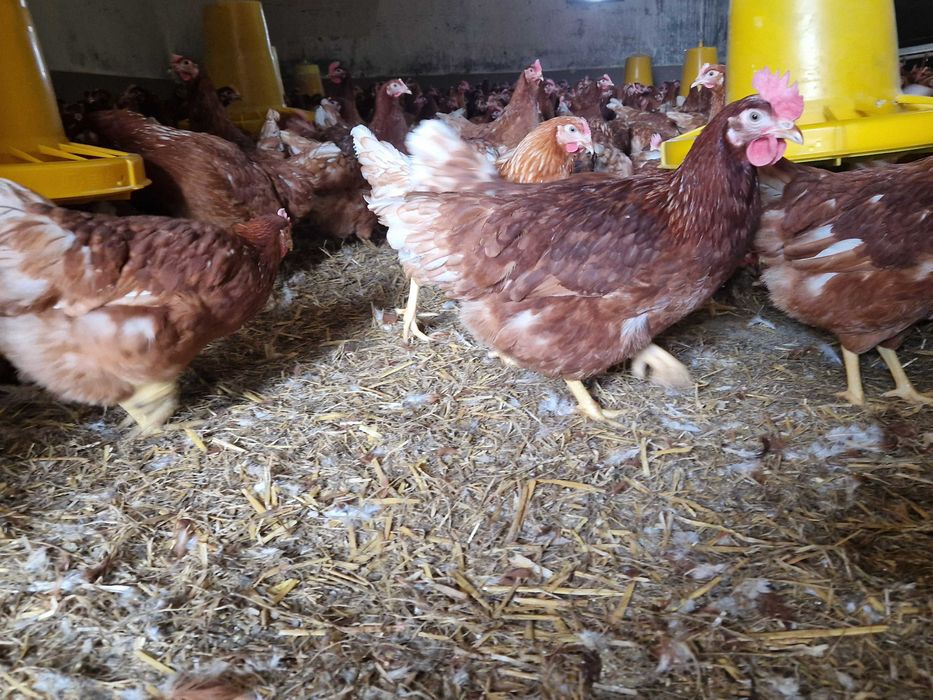 Kury kokoszki nioski Tetra brązowa na jajko dowóz Gratis