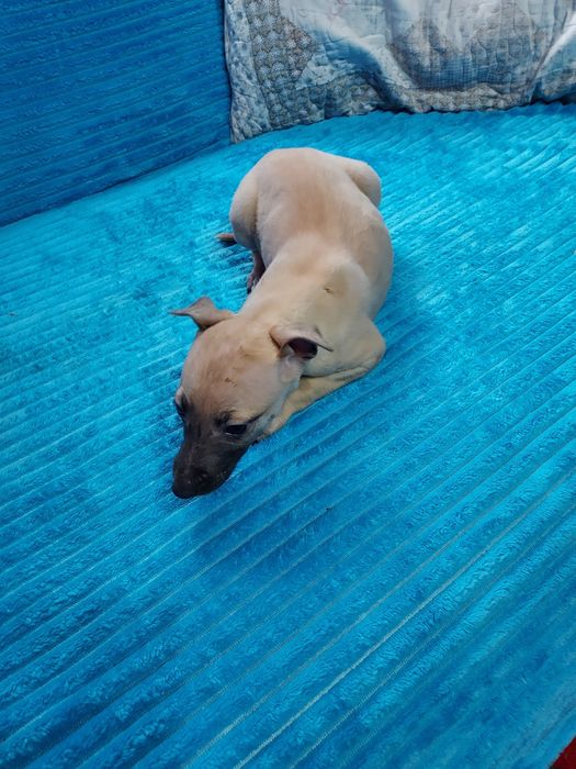 Chart Angielski Whippet suczka