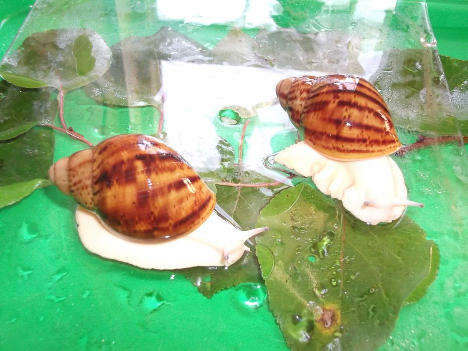 Акро Овумы (Архахатина маргината) улитки сухопутные