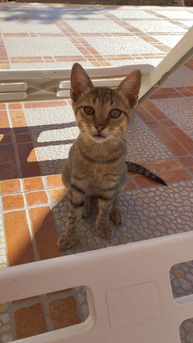 Gatinhos bebés lindos para adoção responsável