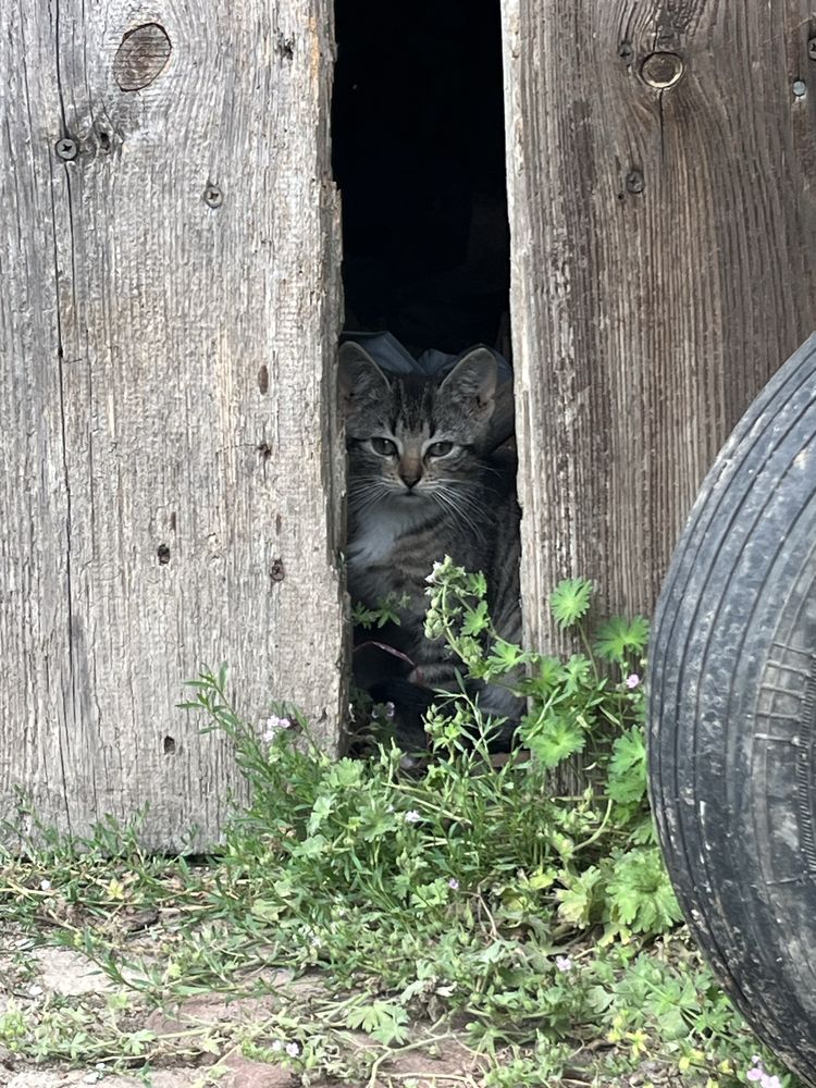 Kotki do adopcji