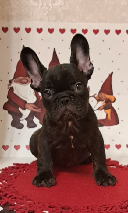 Неймовірний малючки)