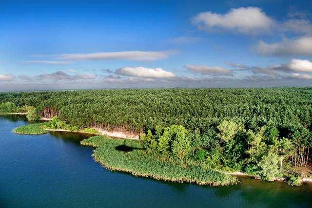 Земельный участок возле базы Соича в сосновом лесу на берегу