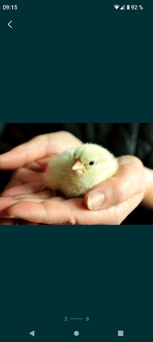 Продам комбикорма зерно пшеницы овес ячмень кукуруза