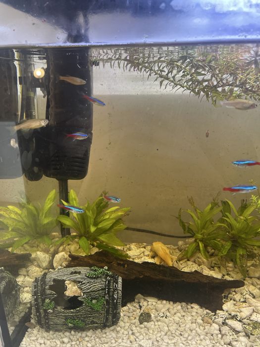 Ryby, Akwarium, Sprzęt, Sprzedam!