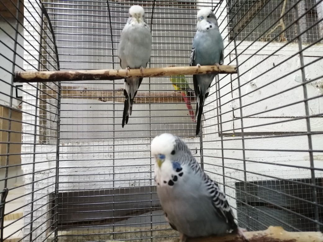 Papugi faliste wpf