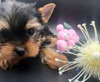 Yorkshire terrier chłopiec rodowód