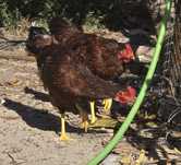 Galos Red Rhode Island