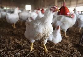 Продаю бройлер живою вагою від 3 кг.