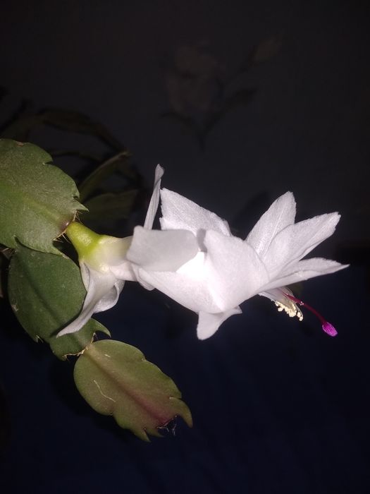 Алое,каланхое,рождественник,хойя,гастерия,валотта