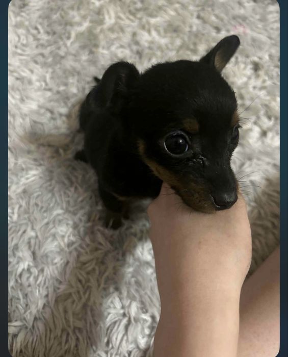 Szczniaki mieszaniec oddam