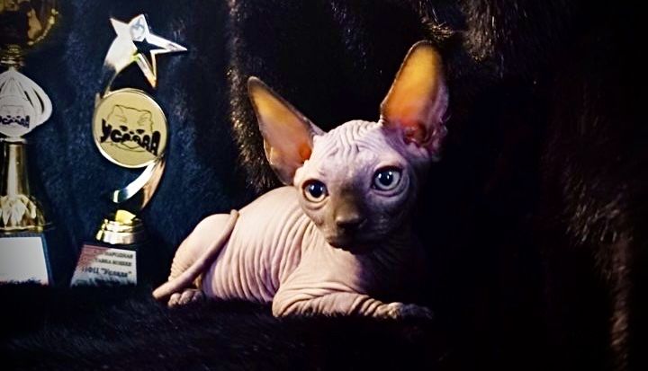 Канадский сфинкс с родословной клубный