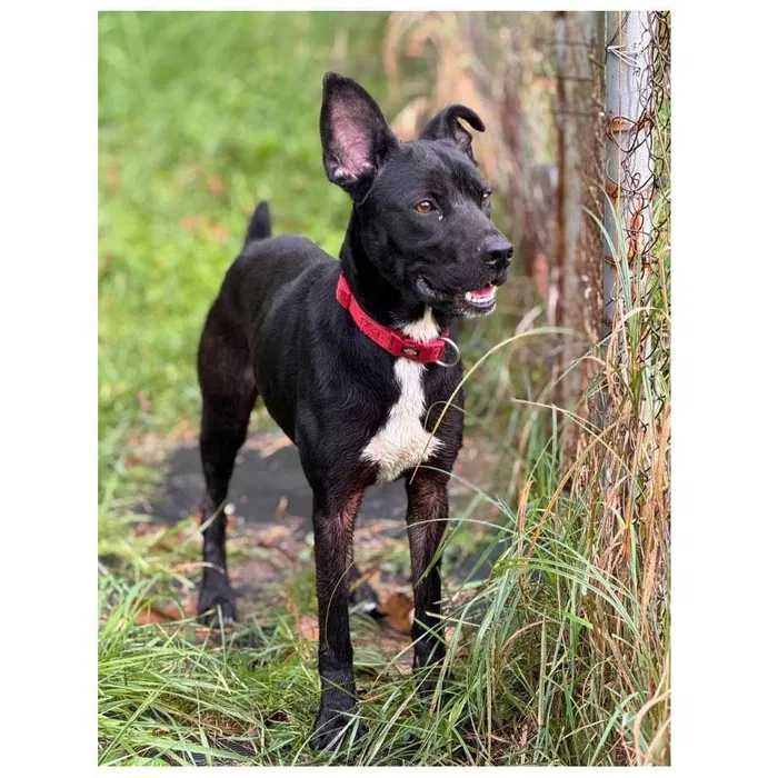 Пес Блек ищет дом