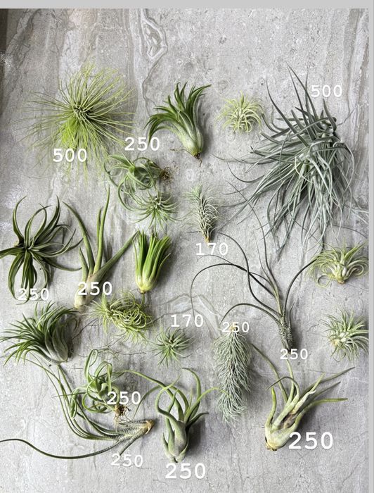 Tillandsia тилландсия intermedia іонанта  медуза курлі слім адреана