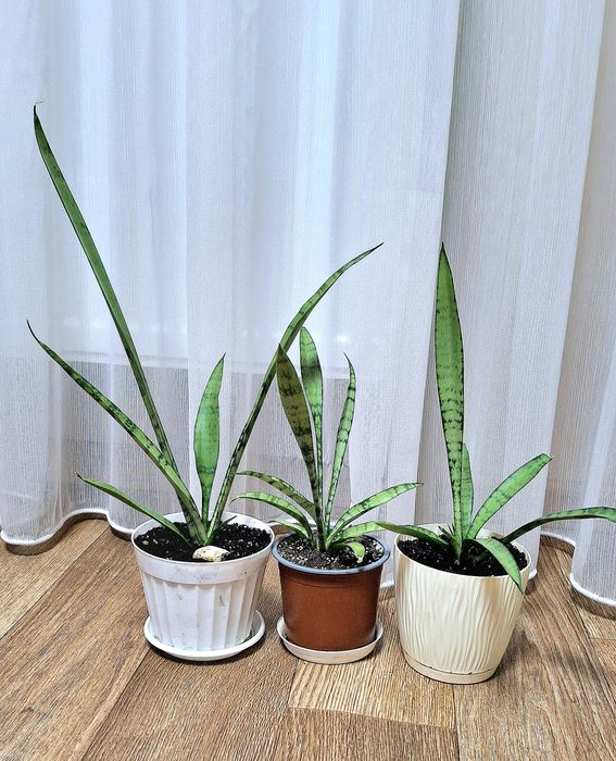 Сансенв'єрія Сильвер Мун Муншайн Сильвер паррот принцесс сансевієрія