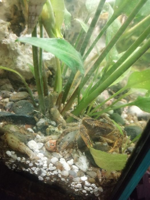 Kraby akwariowe własna hodowla