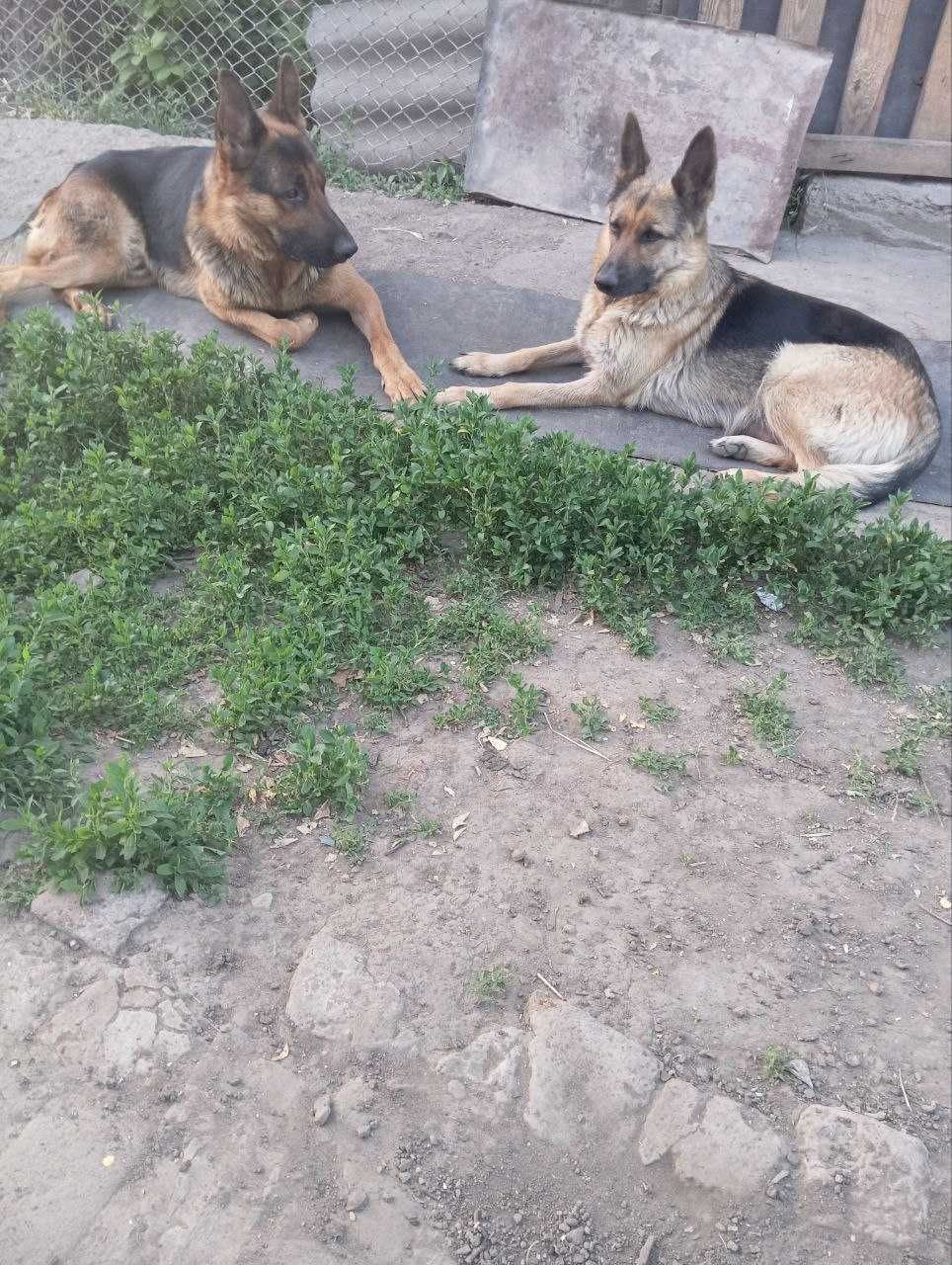 Цуценята німецької вівчарки