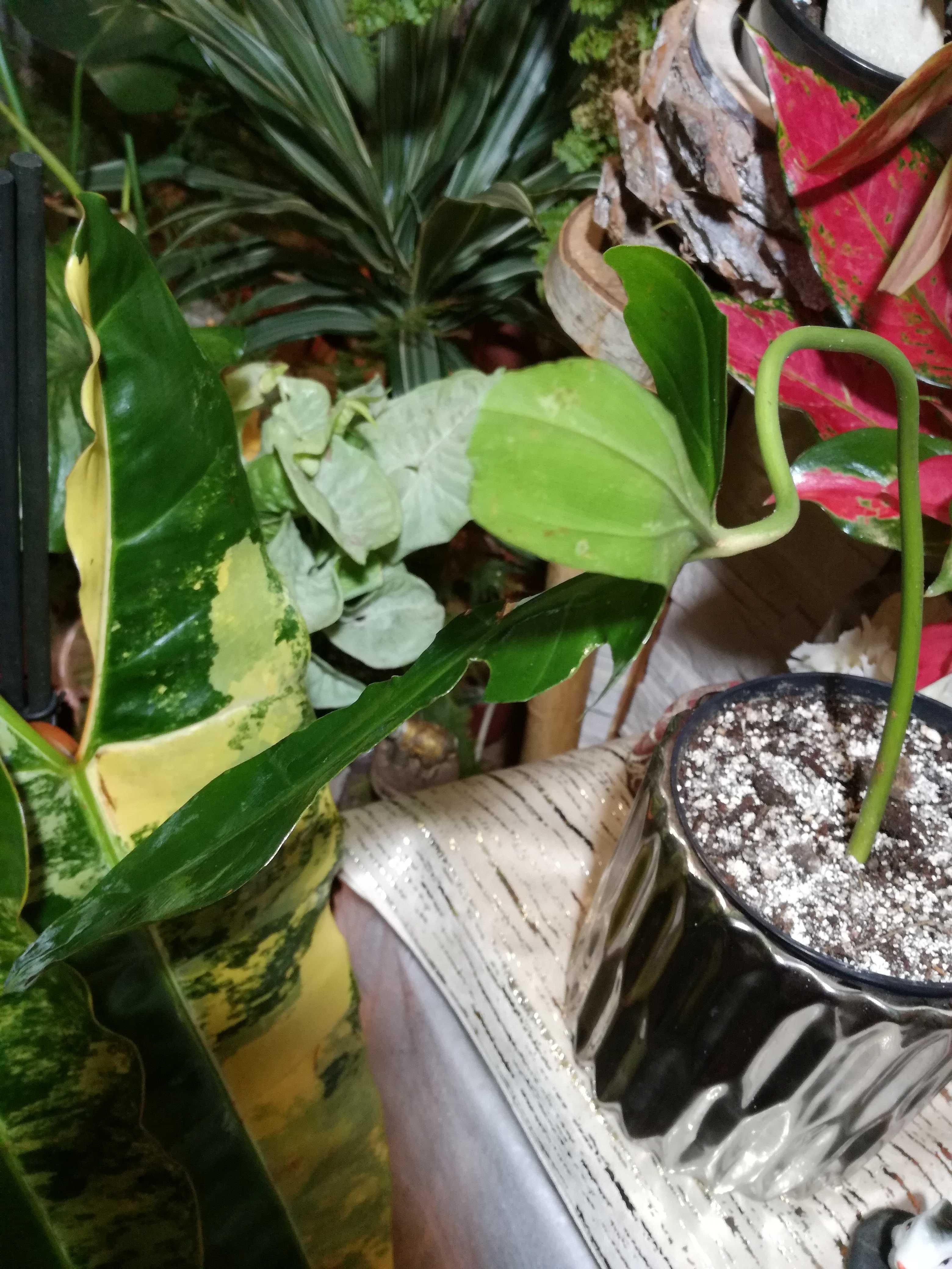 INTERNATIONAL Philodendron Longilobatum Leland Miyano 295Euro filodend