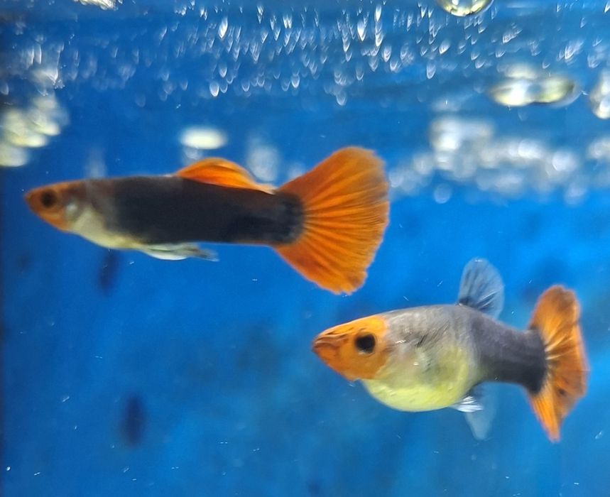 Guppy red nose tuxedo