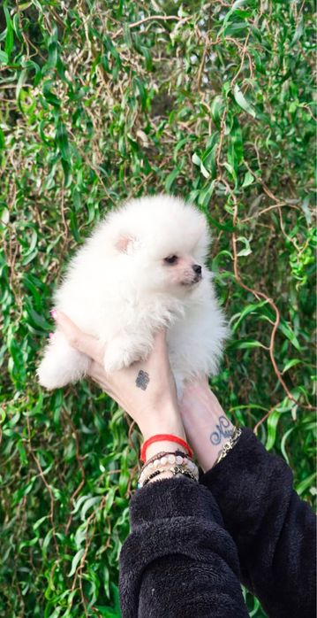 XXS MALUTKI pomeranian szpic szkolenie rodowod wyprawka