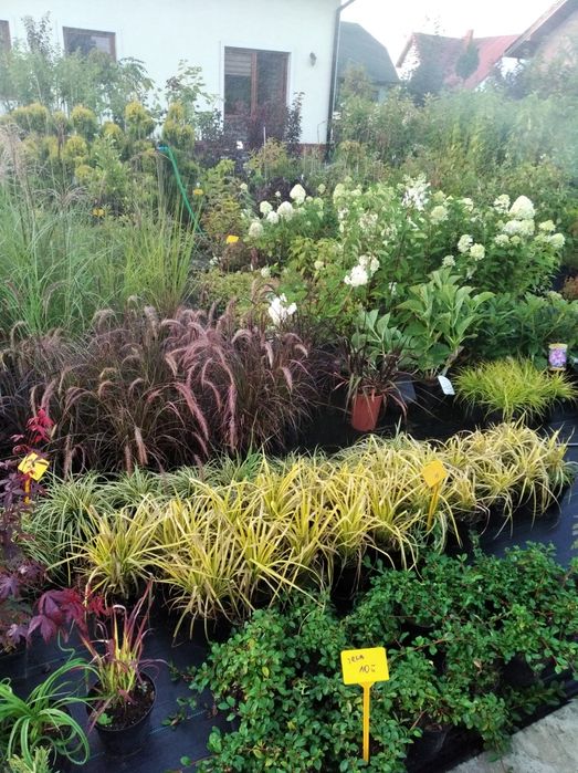 Borówka amerykańska