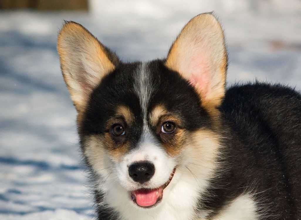Welsh Corgi Pembroke, sam zobacz wyjątkowe zdjęcia.