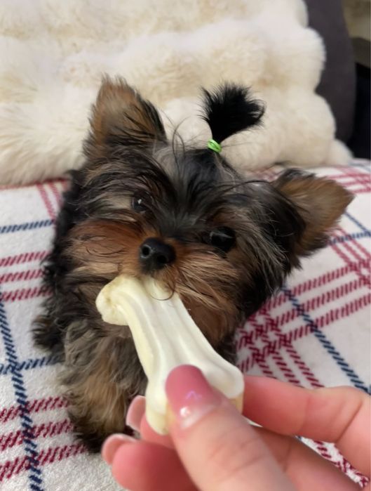 Чистопородні дівчата йоркширського терєра