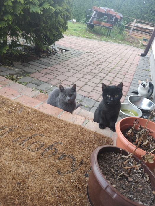 Kotki oddam w dobre ręce