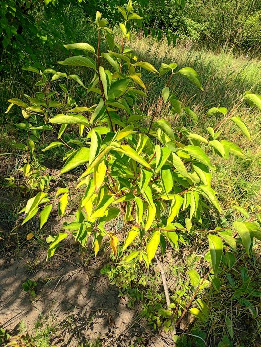 Квітучий жасмін садовий 110 см, декоративний кущ, чубушник