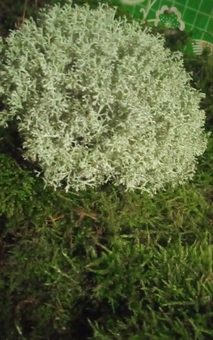 Ягель (оленій мох)