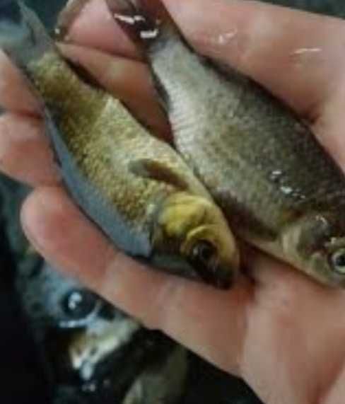 Продам живу рибу раки