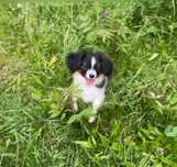 spaniel kontynentalny, phalene nie papillon, ZKwP, FCI, suczka