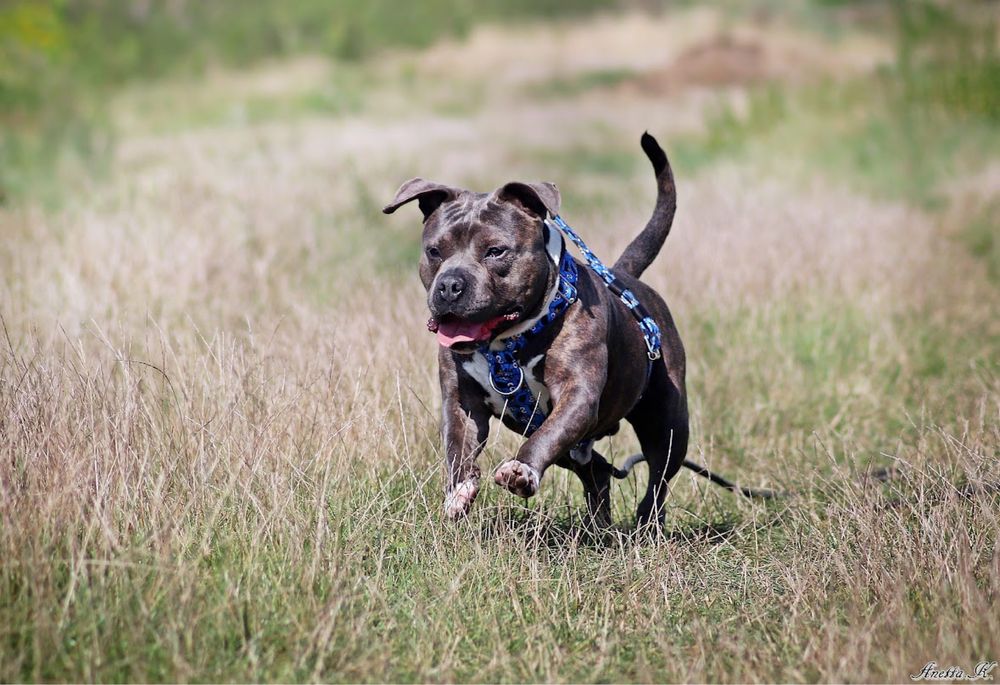 Śliniak w typie American Bully