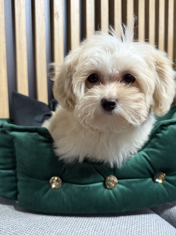 Maltipoo F1 GOTOWE DO ODBIORU tata pudel toy, mama maltańczyk