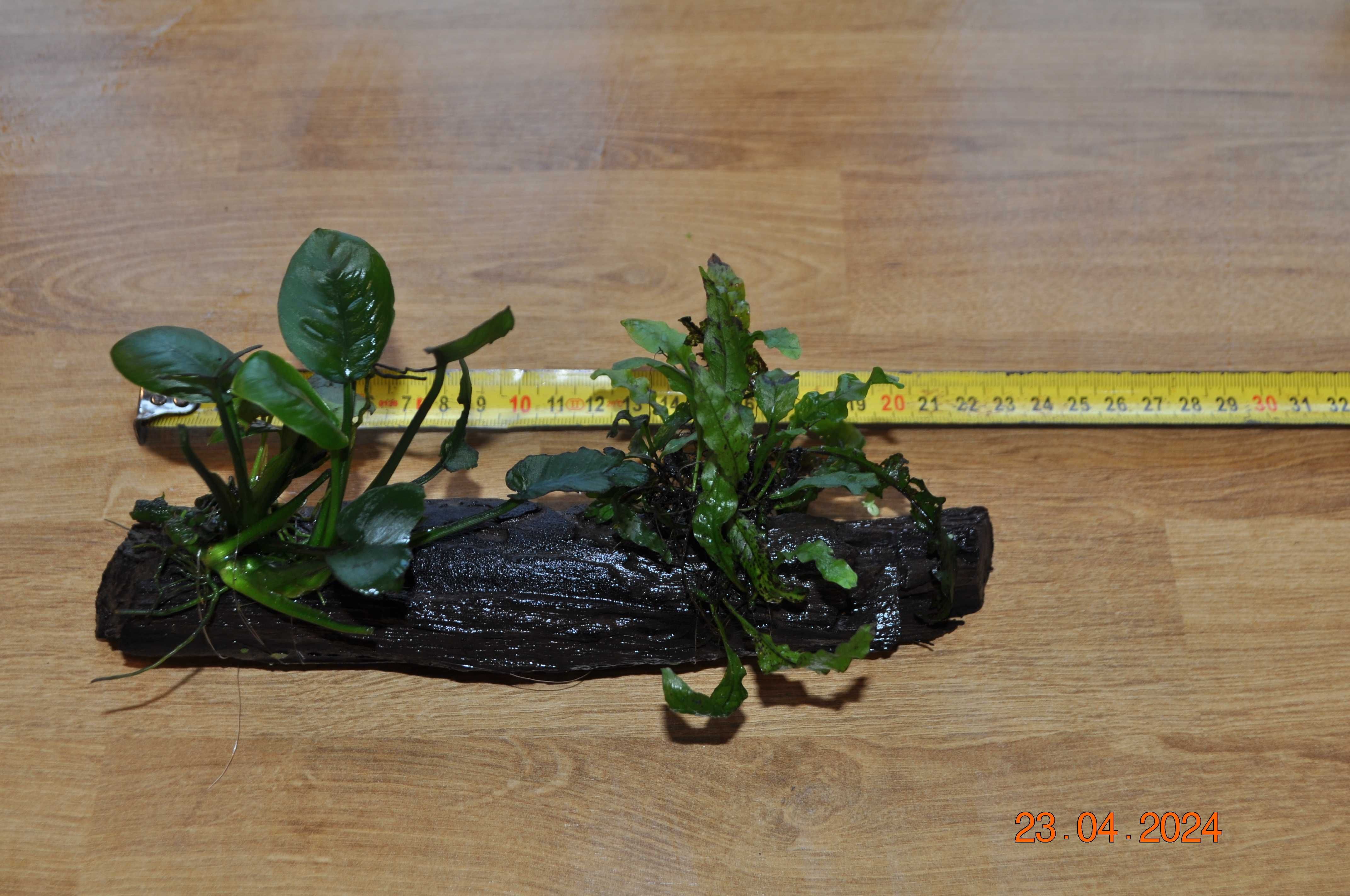 Anubias Barteri mini bonsai gold na korzeniach