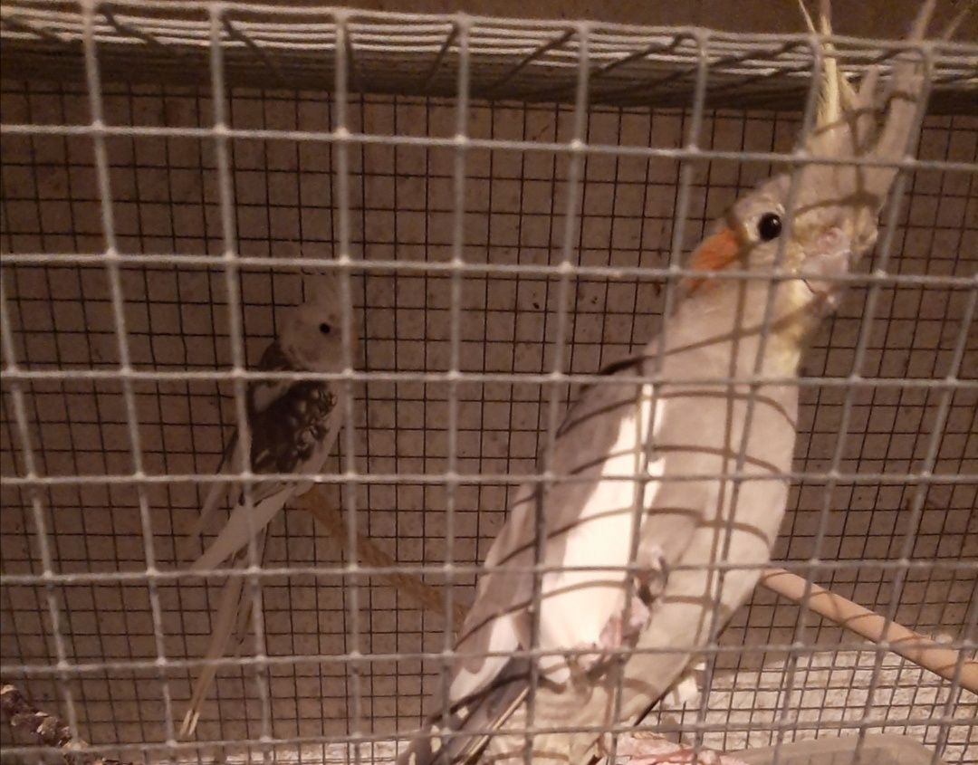 Casal de caturras reprodutor com gaiola