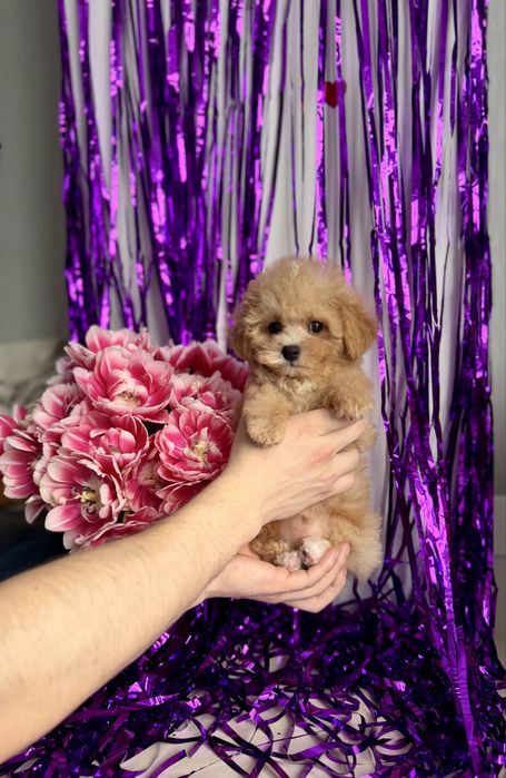 Лялькова дівчинка мальтіпу крем бебі фейс тикап maltipoo є доставка